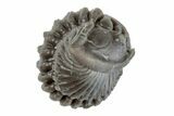 Wide Enrolled Flexicalymene Trilobite - Mt Orab, Ohio #201100-1